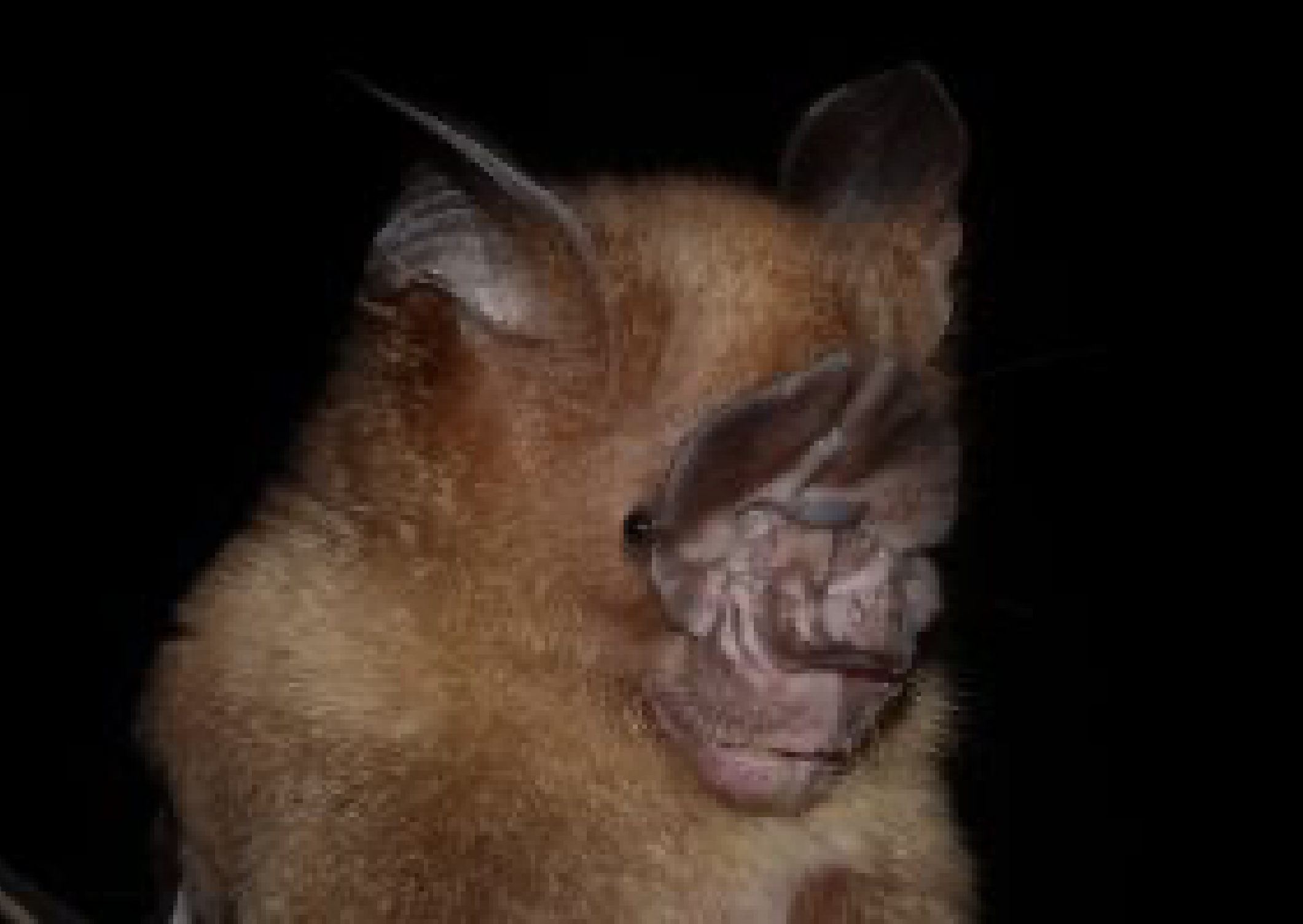 Hipposideros scutinares – Vulnerable bat Credits: GIZ ProFEB/ Neil M. Furey