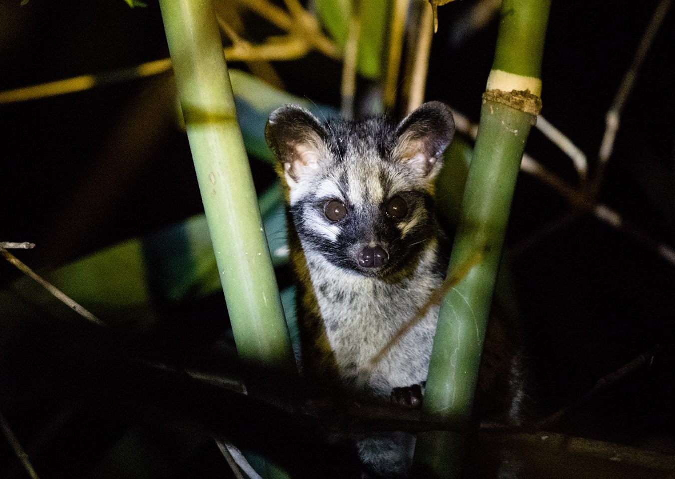 Common Palm Civet (Paradoxurus hermaphroditus) Credits: Ryan Deboodt
