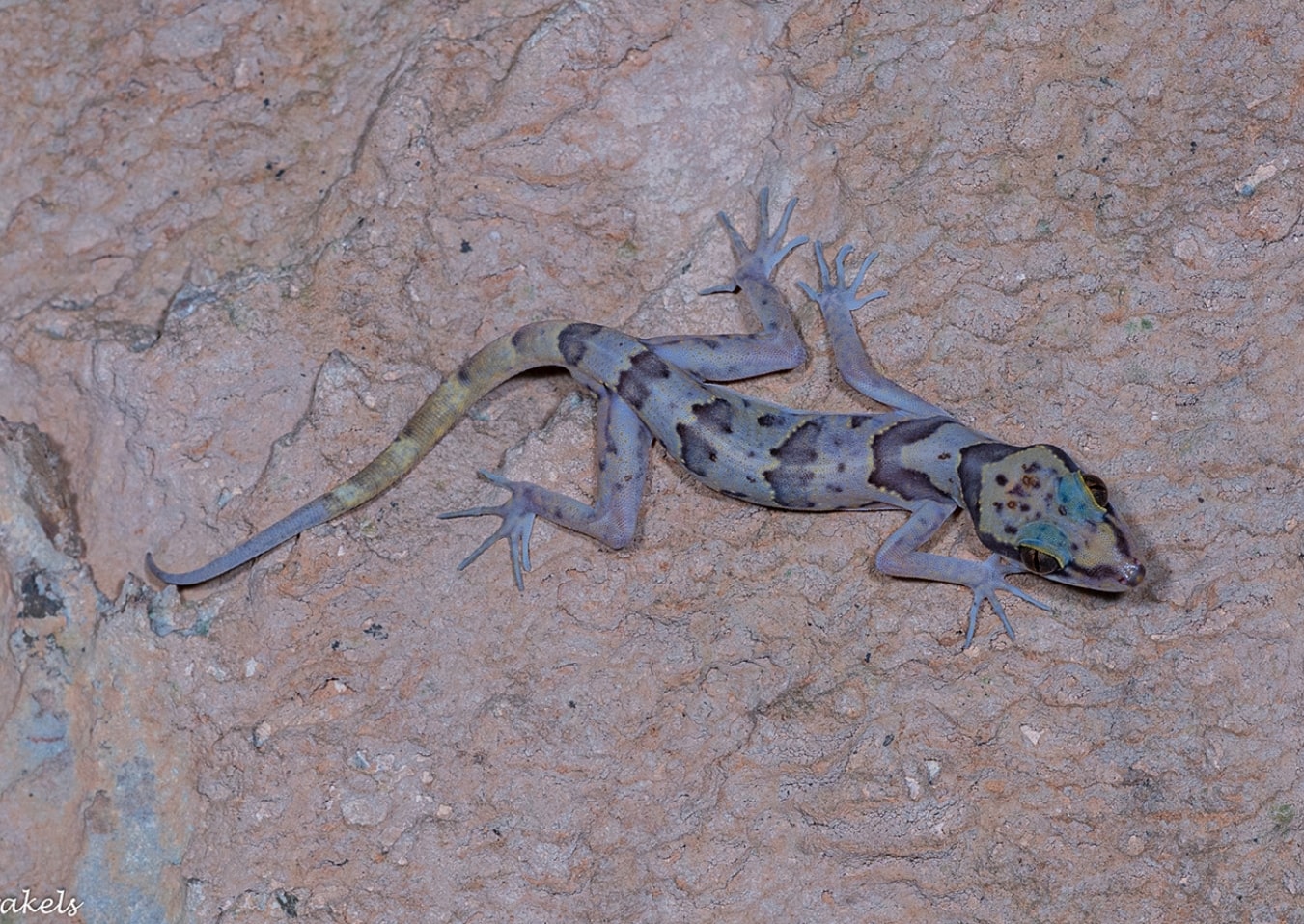Bent-toed Gecko (Cyrtodactylus Calamei) Credits: IUCN / Peter Brakels