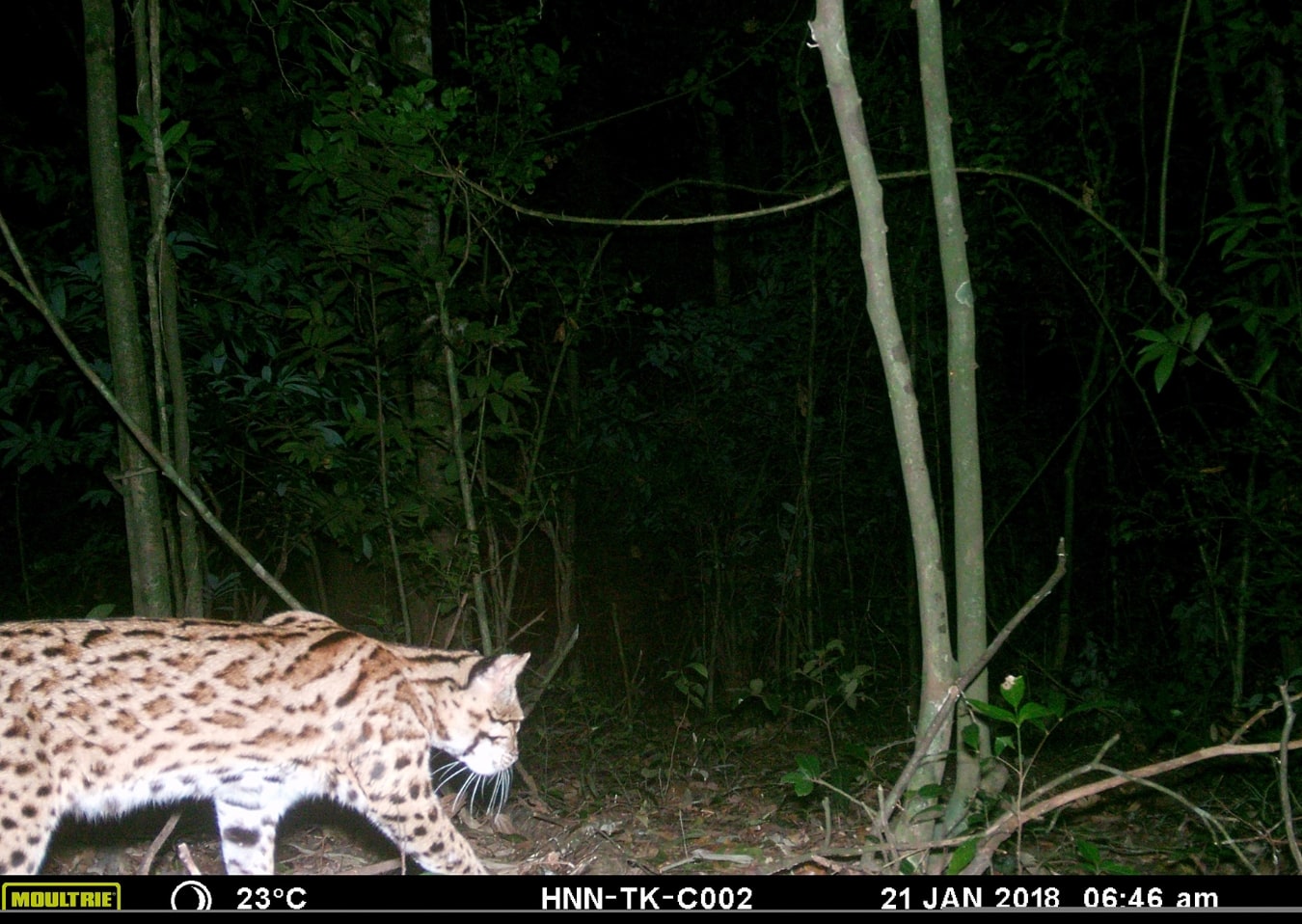 Camera-trap image of a Leopard cat (Prionailurus bengalensis) Credits: GIZ ProFEB